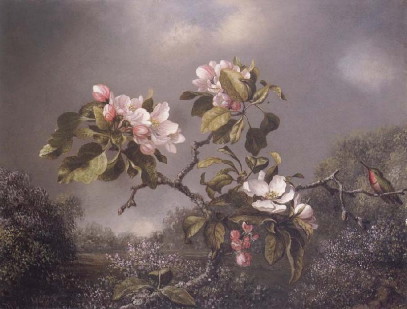 Martin Johnson Heade Apple Blosoms and Hummingbird oil painting image